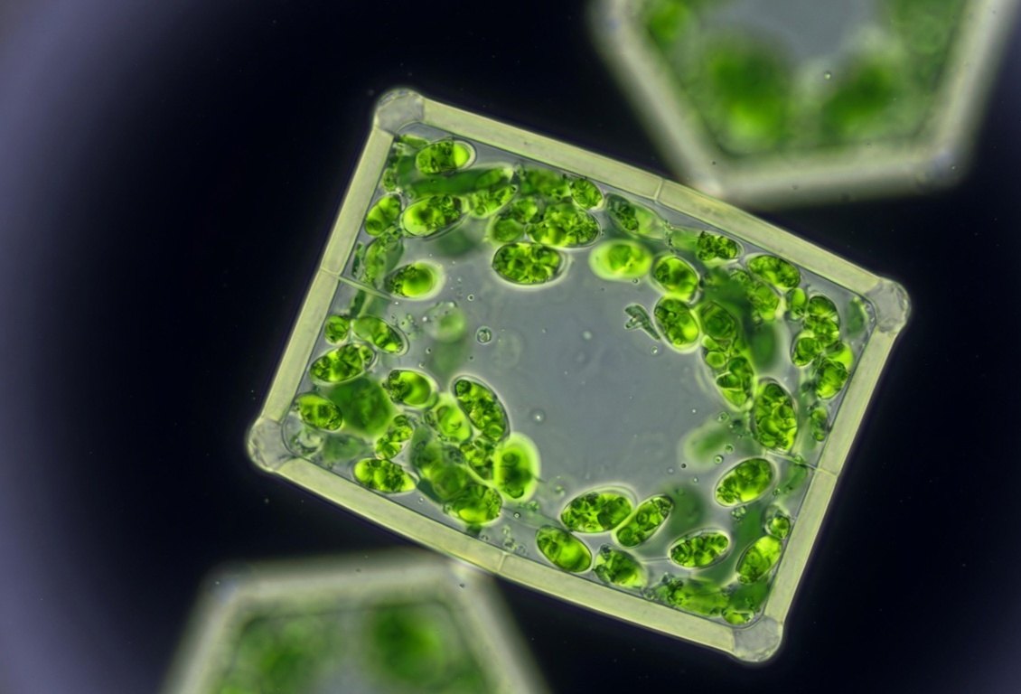 A rectangular green algal cell under a microscope, filled with chloroplasts.
