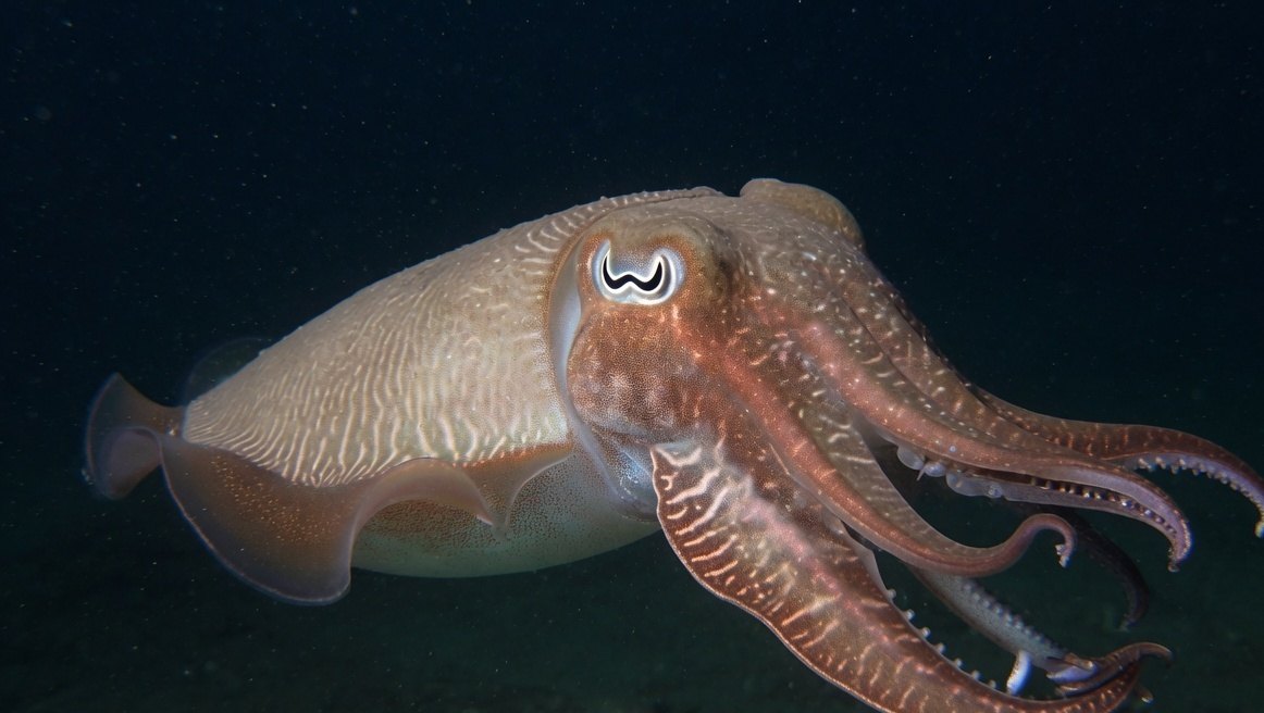A cuttlefish in dark water, one eye toward the camera, tentacles trailing.