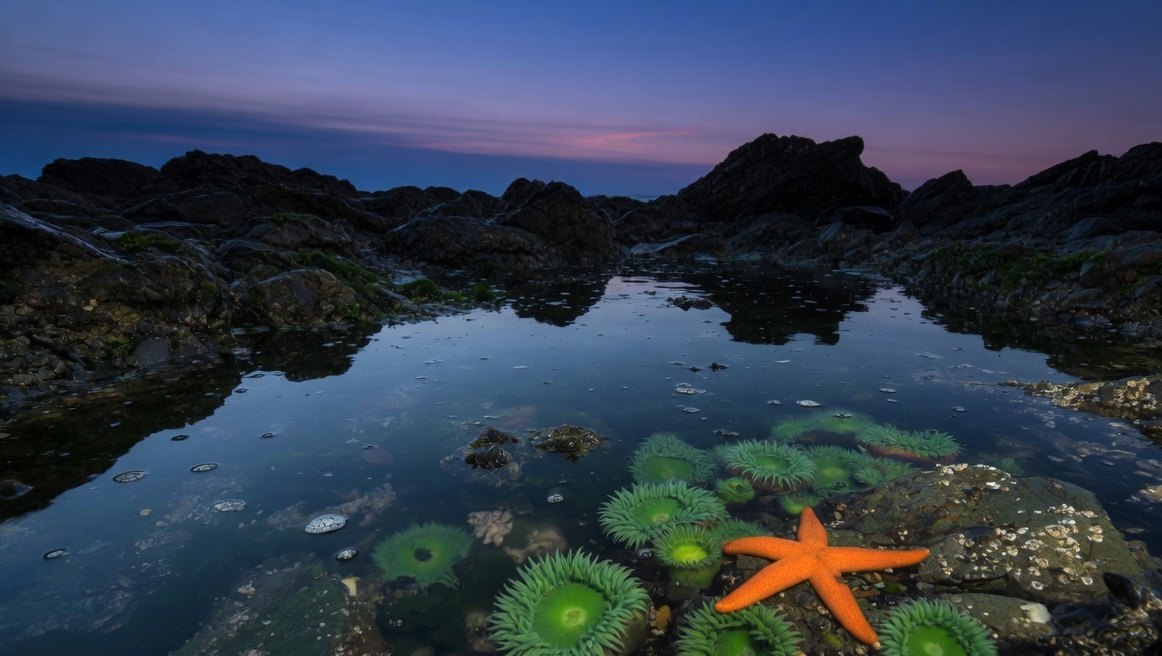 A rocky tide pool at dusk, with green anemones and an orange starfish.